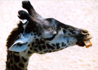 giraffe